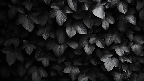 Monochrome leaf canopy renders dense, low-key tonal surface