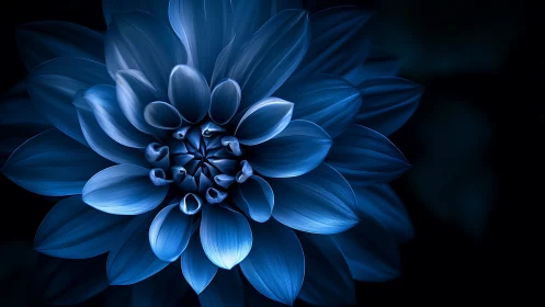 Blue Dahlia Bloom Against Dark Background