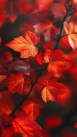 Glowing red autumn leaves invite a calm, cozy moment