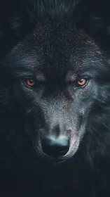 High-contrast frontal wolf portrait isolates amber eyes and coarse fur