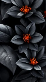 Dark Petals Glow: Black Flowers With Fiery Orange Centers