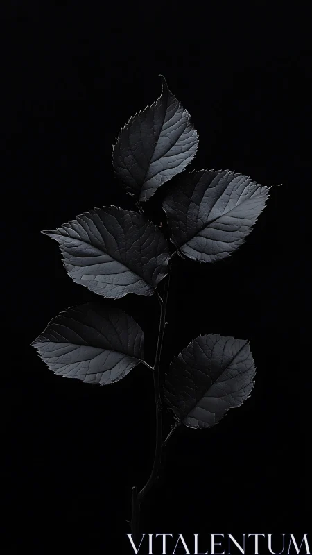 Single dark leaf stem isolated against deep black background