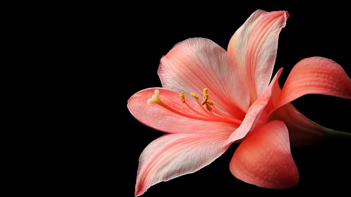 Red Amaryllis Flower Against Black Background