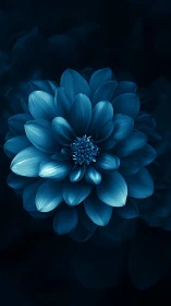 Blue dahlia flower displayed against dark background with layered petals.