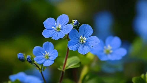 Cerulean Petals Dancing: Forget-Me-Nots in Luminous Bloom.