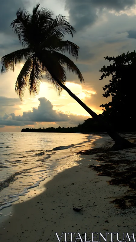 Backlit tropical shoreline with leaning palm under stormy sunset sky