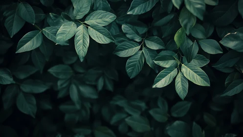 Low-key macro study of overlapping matte green foliage canopy