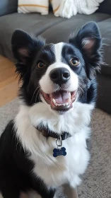 Happy border collie portrait in soft indoor natural light.