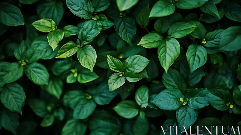 Lush green leaves create a calm, refreshing natural blanket