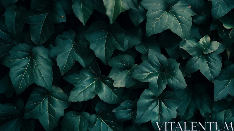 Moody ivy foliage field in close-up photographic study.