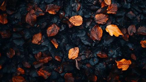 Burnished autumn leaves scatter over deep charcoal soil.