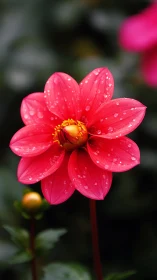 Vibrant Dahlia with Dewdrops Against Dark Garden Setting.