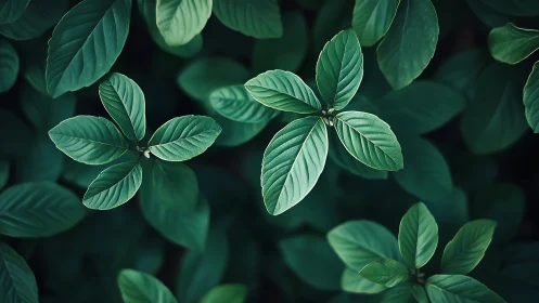 Overhead macro study of green foliage with soft bokeh depth.
