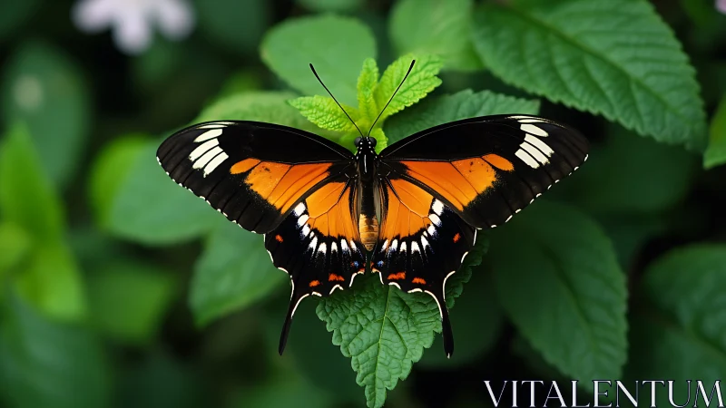 Monarch-like butterfly rests on rich green foliage