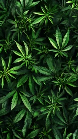 Emerald cannabis canopy swirling in layered shadowgreen hush.