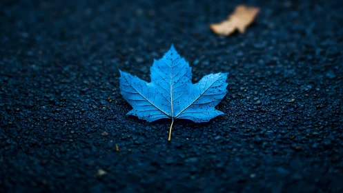 Vivid blue maple leaf on wet asphalt with shallow depth.