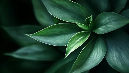 Lush green leaves unfold in a serene, softly lit closeup