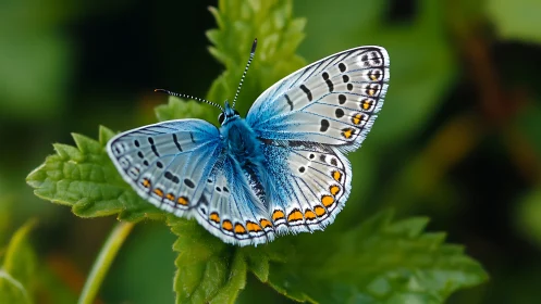 Macro study of blue butterfly on foliage with soft bokeh field.