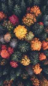 Tree crowns whirl in a patchwork of blazing autumn color