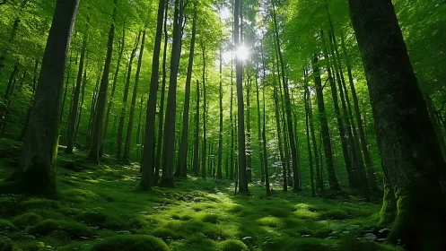 Sunlit mossy forest with tall trees in serene natural style.