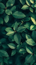 Deep green foliage pattern with overlapping glossy leaves.