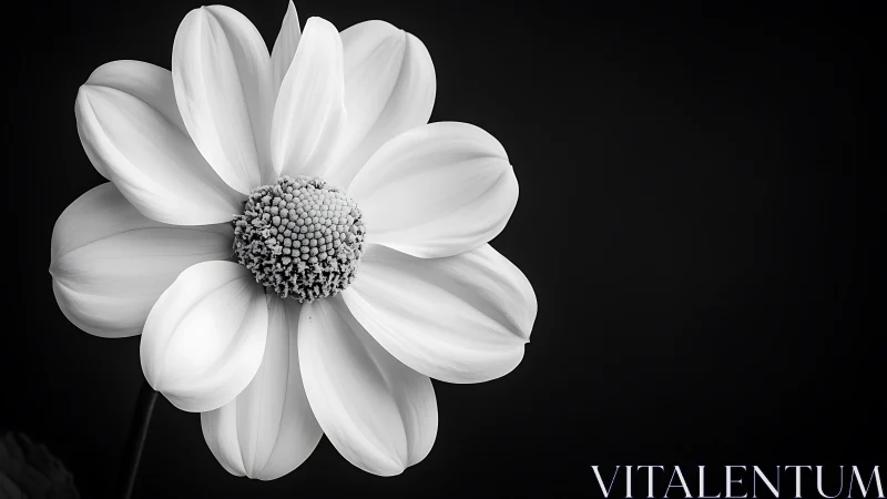 Monochromatic Blossom Unveils Nature's Geometric Heart