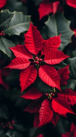 Red poinsettia bracts over deep green foliage background.