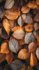 Overhead arrangement of dry orange and brown foliage leaves.