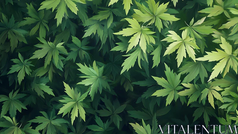 Layered green compound leaves form dense planar coverage