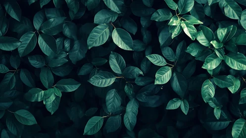 Lush green foliage forms a tranquil, shadowed natural wall