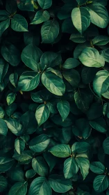 Dense green foliage with overlapping oval leaves detail.