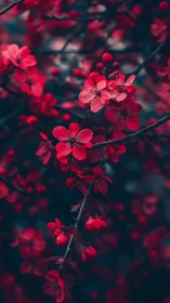 Red Flowering Branches in Soft Focus Depth.
