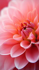 Blossoming dahlia flower in vibrant coral and pink tones.