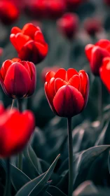 Vivid Red Tulips in Close Focus with Shallow Depth.