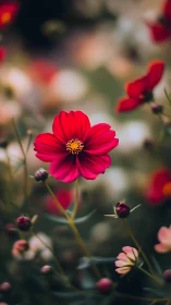Vibrant Red Cosmos Flower in Full Bloom Surrounded by Soft Garden.