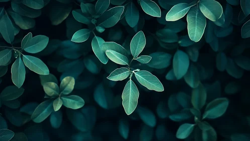 Closeup of teal green foliage in soft natural light.