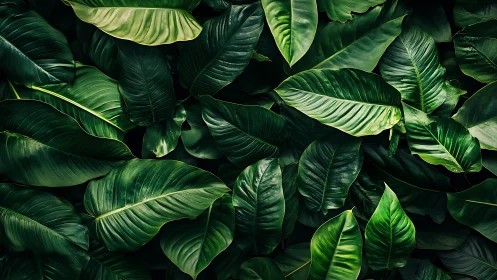 Macrophotographic foliage array with layered tropical leaves.