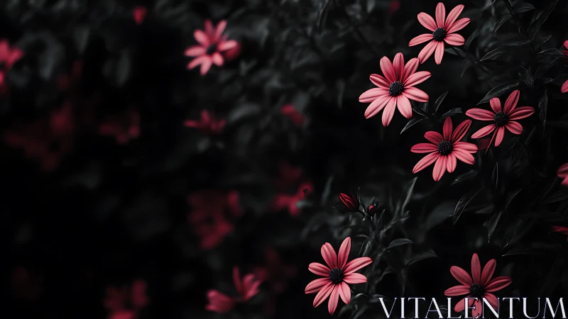 Pink Daisies Against Darkened Foliage: Selective Color Photography.