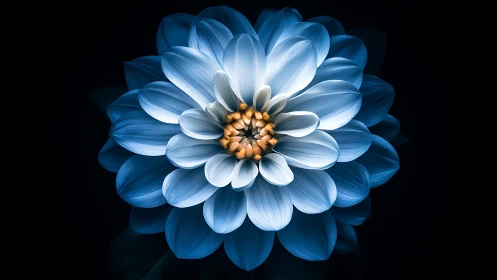 Blue Dahlia with Golden Center Against Dark Background