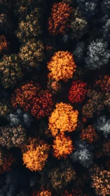 Aerial view of dense mixed forest in seasonal transition.