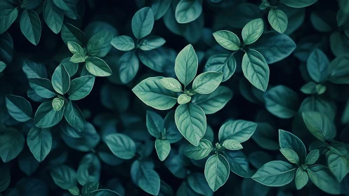 Dense basil leaves form cool-toned overlapping foliage pattern
