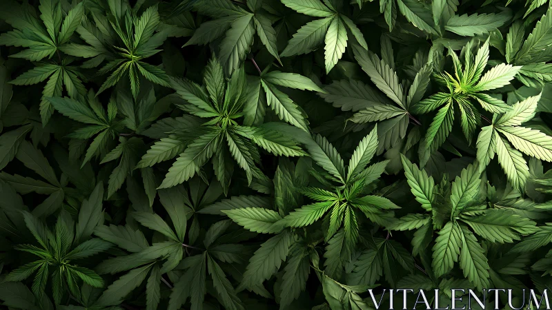 Dense cannabis foliage forms a high-contrast botanical pattern