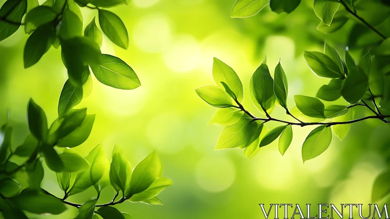 Sunlit green leaves frame vibrant soft-focus forest glow