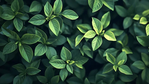 Top-down view reveals dense foliage with soft directional lighting