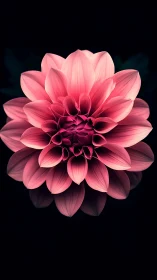 Pink dahlia flower displays layered petal structure against dark background.
