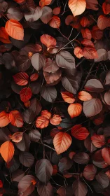 Close-up of dark foliage with vivid orange autumn leaves.