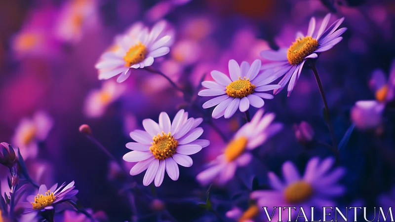Purple Daisies Dancing in Dreamy Garden Light.