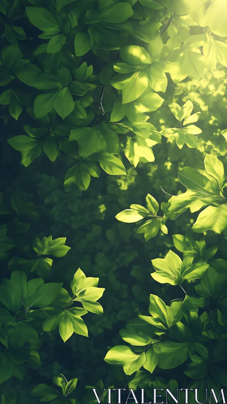 Sunlit green foliage drifts softly in tranquil forest air.