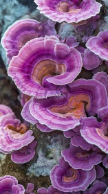 Layered pink shelf fungi spiral across a mossy tree trunk.
