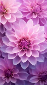 Gorgeous Pink Dahlias Bloom in Soft, Layered Perfection